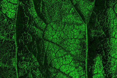 soyut Yeşil ve siyah doku ve arkaplan, boşluğu kopyala