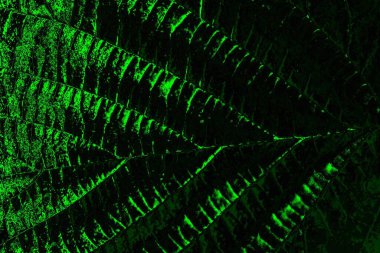 soyut Yeşil ve siyah doku ve arkaplan, boşluğu kopyala