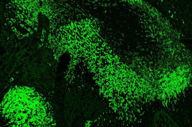 soyut siyah yeşil doku, arkaplan, duvar kağıdını kopyala