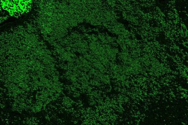 soyut yeşil doku, arkaplan, duvar kağıdını kopyala