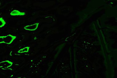 Yeşil ve siyah doku ve arkaplan, boşluğu kopyala