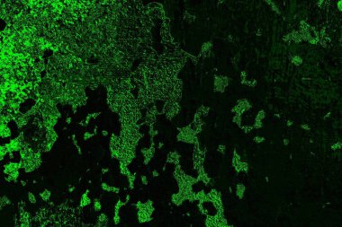 soyut yeşil doku, arkaplan, duvar kağıdını kopyala