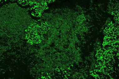 soyut yeşil doku, arkaplan, duvar kağıdını kopyala