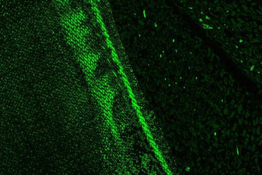 soyut siyah yeşil doku, arkaplan, duvar kağıdını kopyala