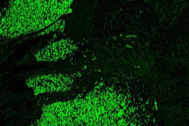 soyut siyah yeşil doku, arkaplan, duvar kağıdını kopyala