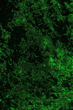 soyut Yeşil ve siyah doku ve arkaplan, boşluğu kopyala