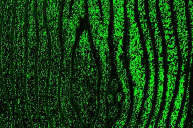 soyut yeşil ve siyah doku ve arkaplan, uzay duvar kağıdını kopyala