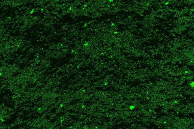 soyut siyah yeşil doku, arkaplan, duvar kağıdını kopyala