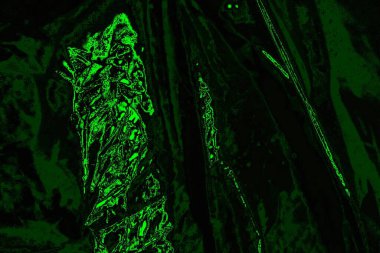 soyut Yeşil ve siyah doku ve arkaplan, boşluğu kopyala