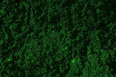 Yeşil ve siyah doku ve arkaplan, boşluğu kopyala