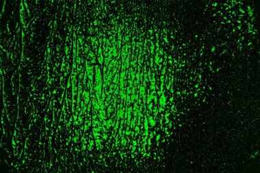 Yeşil ve siyah doku ve arkaplan, boşluğu kopyala