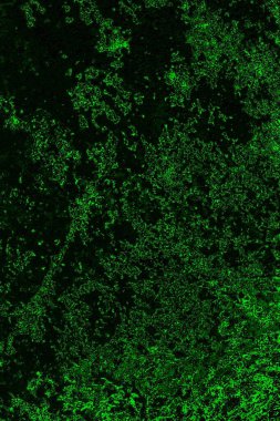 soyut Yeşil ve siyah doku ve arkaplan, boşluğu kopyala