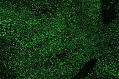 soyut siyah yeşil doku, arkaplan, duvar kağıdını kopyala