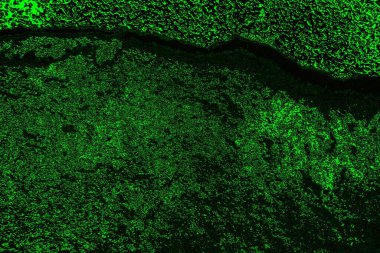 soyut yeşil doku, arkaplan, duvar kağıdını kopyala