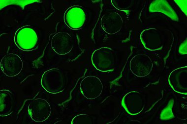 soyut siyah yeşil doku, arkaplan, duvar kağıdını kopyala