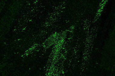 soyut siyah yeşil doku, arkaplan, duvar kağıdını kopyala