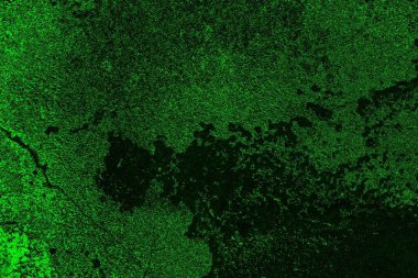 soyut yeşil doku, arkaplan, duvar kağıdını kopyala