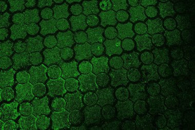 soyut yeşil doku, arkaplan, duvar kağıdını kopyala