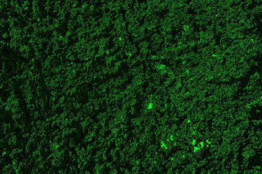 Yeşil ve siyah doku ve arkaplan, boşluğu kopyala