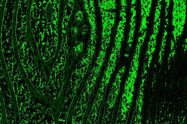 soyut yeşil ve siyah doku ve arkaplan, uzay duvar kağıdını kopyala