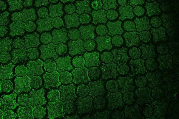 soyut yeşil doku, arkaplan, duvar kağıdını kopyala
