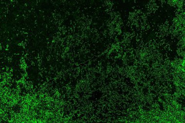 soyut Yeşil ve siyah doku ve arkaplan, boşluğu kopyala