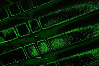 soyut siyah yeşil doku, arkaplan, duvar kağıdını kopyala