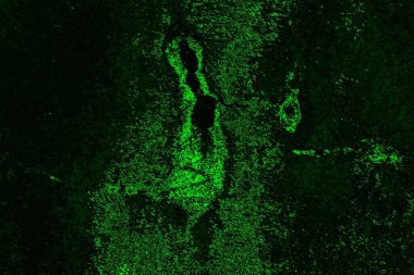 soyut yeşil ve siyah doku ve arkaplan, uzay duvar kağıdını kopyala