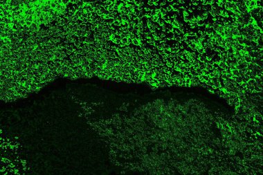 soyut yeşil doku, arkaplan, duvar kağıdını kopyala