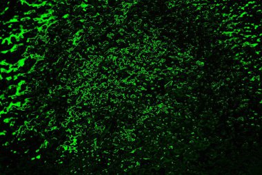 soyut yeşil doku, arkaplan, duvar kağıdını kopyala