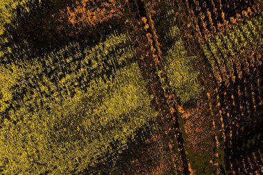 Kırmızı sarı ve siyah renkli kirli duvar, desenli arka plan.