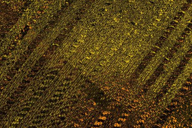 Kırmızı sarı ve siyah renkli kirli duvar, desenli arka plan.