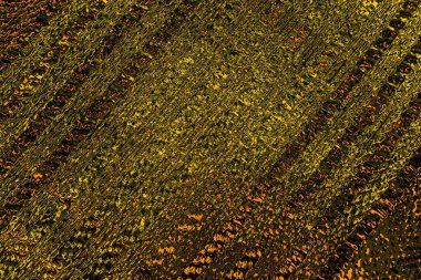 Kırmızı sarı ve siyah renkli kirli duvar, desenli arka plan.