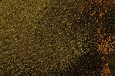 Kırmızı sarı ve siyah renkli kirli duvar, desenli arka plan.