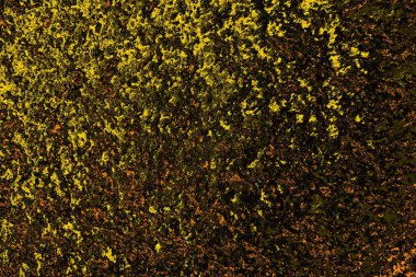 Kırmızı sarı ve siyah renkli kirli duvar, desenli arka plan.