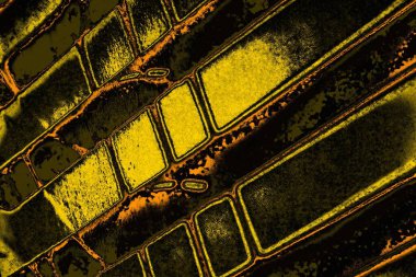 Kırmızı sarı ve siyah renkli kirli duvar, desenli arka plan.