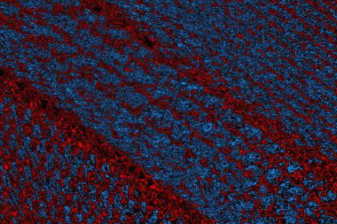 Boşluk duvar kağıdını, grunge arkaplanını, soyut renkli doku arkaplanını kopyala