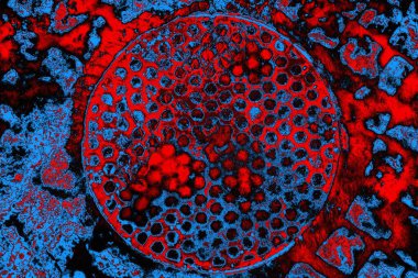  grunge arkaplanı, boşluk duvar kağıdını kopyala, soyut renkli doku arkaplanı