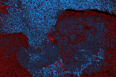 Boşluk duvar kağıdını, grunge arkaplanını, soyut renkli doku arkaplanını kopyala