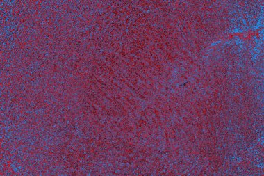  grunge arkaplanı, boşluk duvar kağıdını kopyala, soyut renkli doku arkaplanı