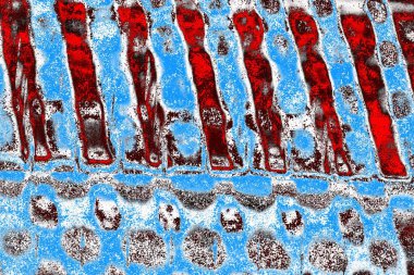  grunge arkaplanı, boşluk duvar kağıdını kopyala, soyut renkli doku arkaplanı