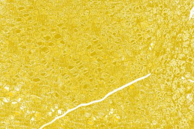 Kopya alanı olan soyut sarı desenli duvar