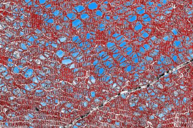  grunge arkaplanı, boşluk duvar kağıdını kopyala, soyut renkli doku arkaplanı