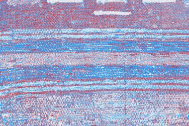 arkaplan olarak soyut renk dokusu, duvar kağıdını kopyala 