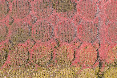 Soyut sanat duvar resmi. Modern, çağdaş sanat geçmişi