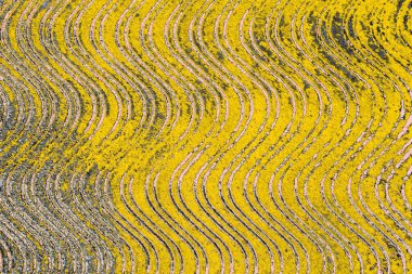 Soyut sanat duvar resmi. Modern, çağdaş sanat geçmişi