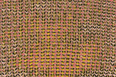 Soyut sanat duvar resmi. Modern, çağdaş sanat geçmişi