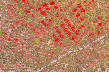 Soyut sanat duvar resmi. Modern, çağdaş sanat geçmişi