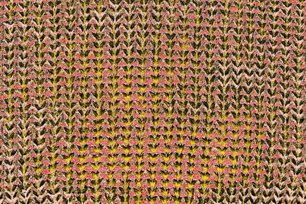 Soyut sanat duvar resmi. Modern, çağdaş sanat geçmişi