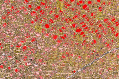 Soyut sanat duvar resmi. Modern, çağdaş sanat geçmişi